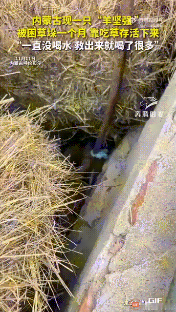 谁能想到！呼伦贝尔女牧民丢了的羊，在没水的干草堆里硬生生撑了一个月！

兽医都说