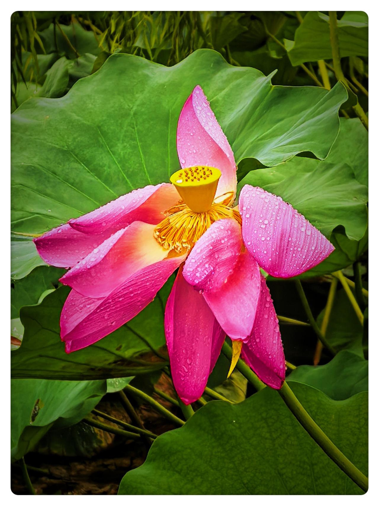 ，什么花都行
