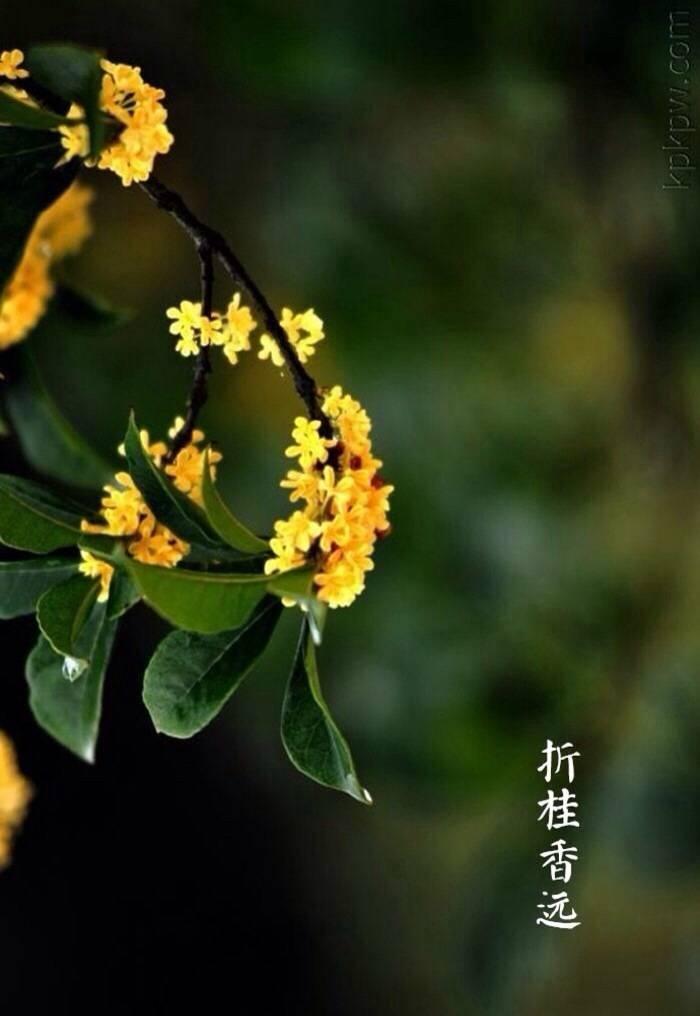 天凉好个秋：

折桂香飘远， 
横秋雁字观。 
凉蟾怜光满， 
好个秋凉天。