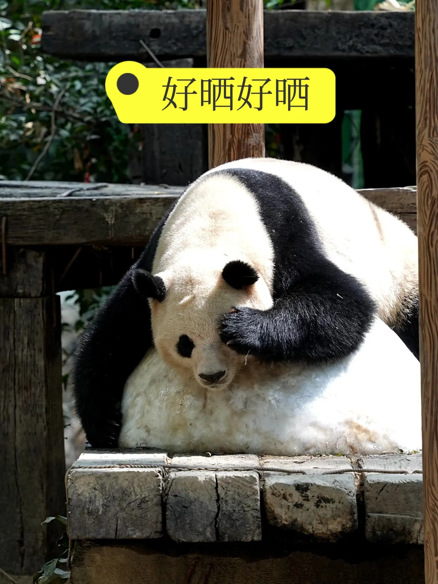庆BB：太晒了，睡觉都要用手挡