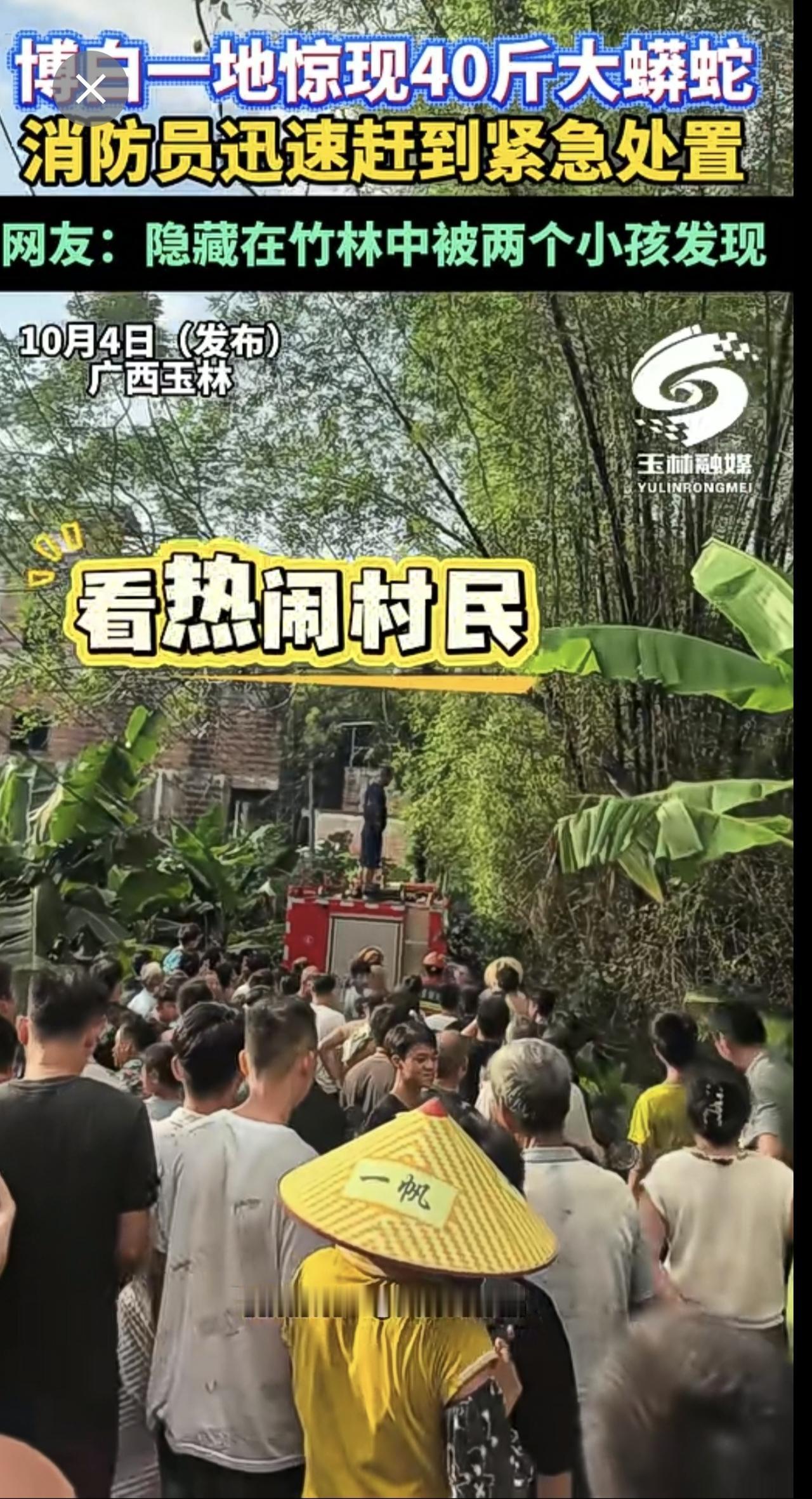 博白一地惊现40斤大蟒蛇，消防员迅速赶到紧急处置，网友：隐藏在竹林中被两个小孩发