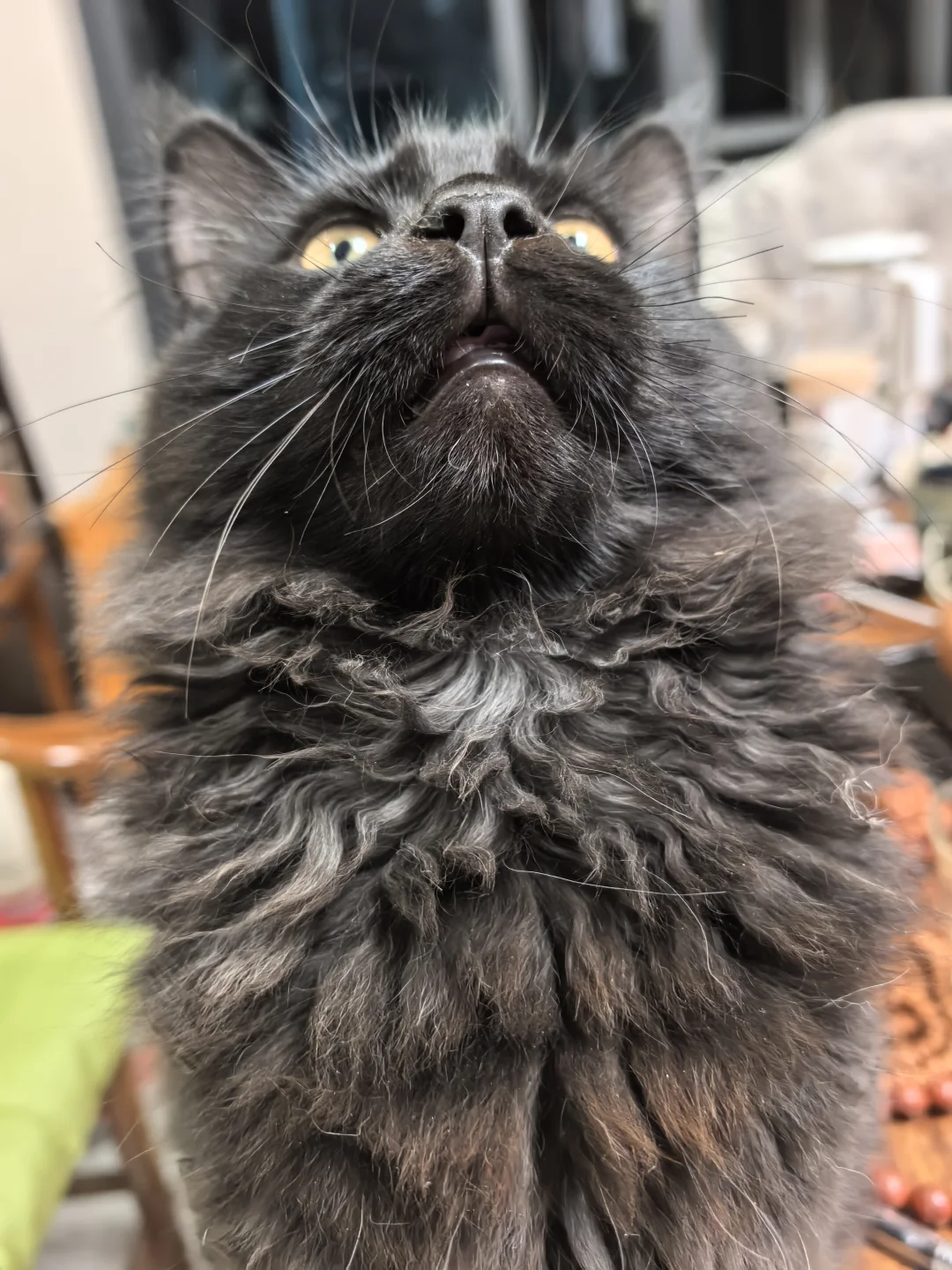 自己家猫 哪一面都好看