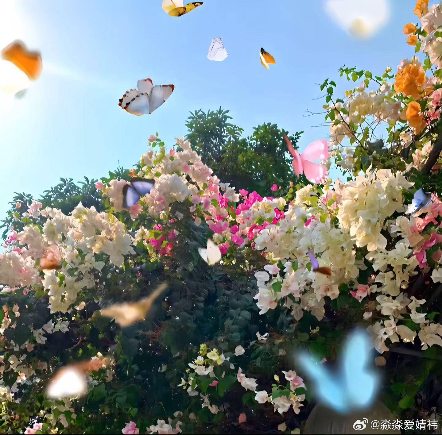 𝙒𝙚𝘾𝙝𝙖𝙩 ‖推荐花花背景图 