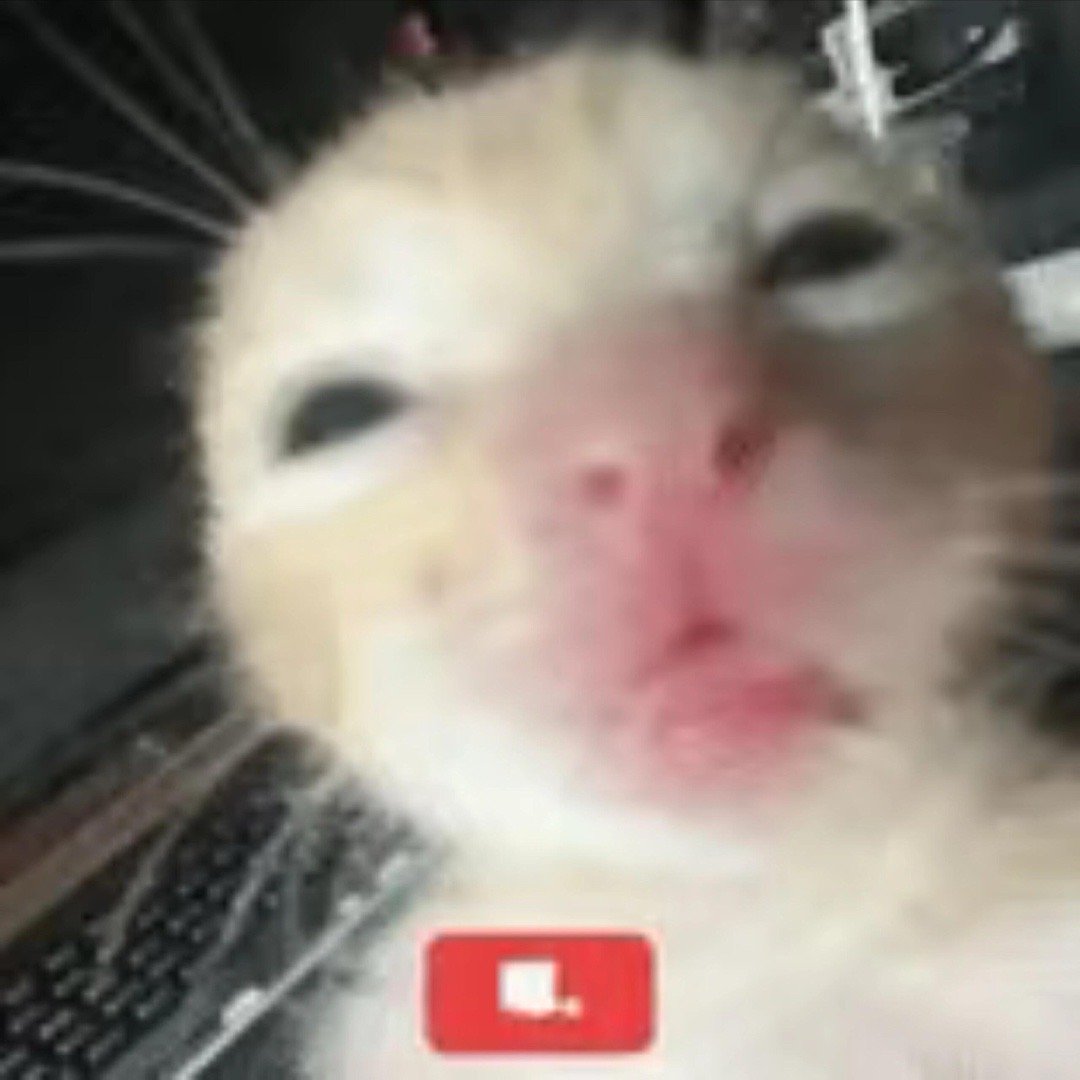 可爱表情包 小猫表情包 抽象表情包小猫凑凑的 