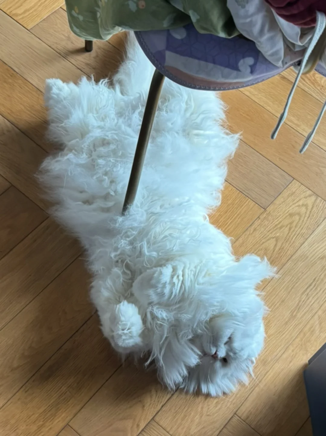 躺平的可爱咪
