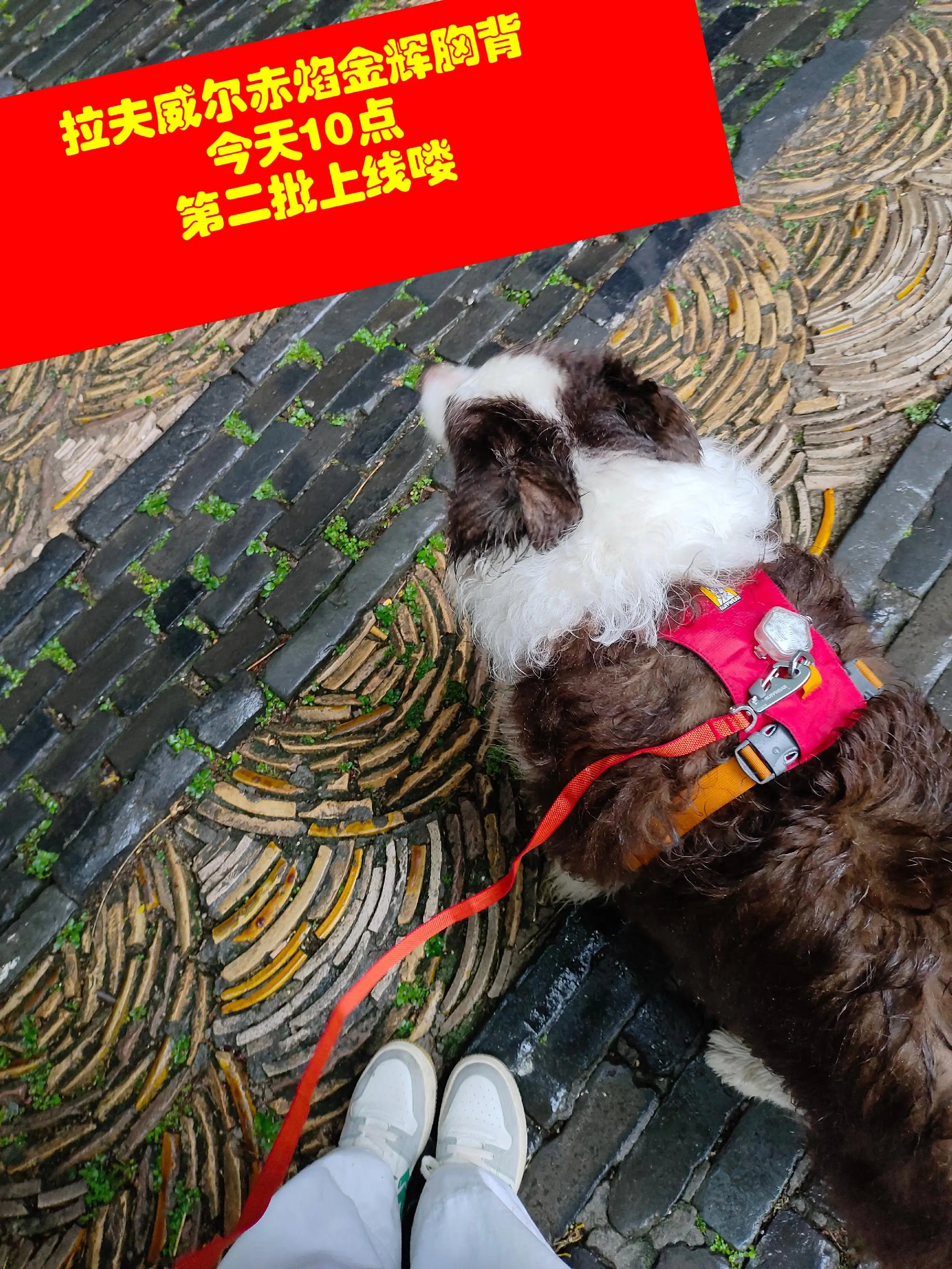 上次没买到的，17号上午10点第二批开始哦