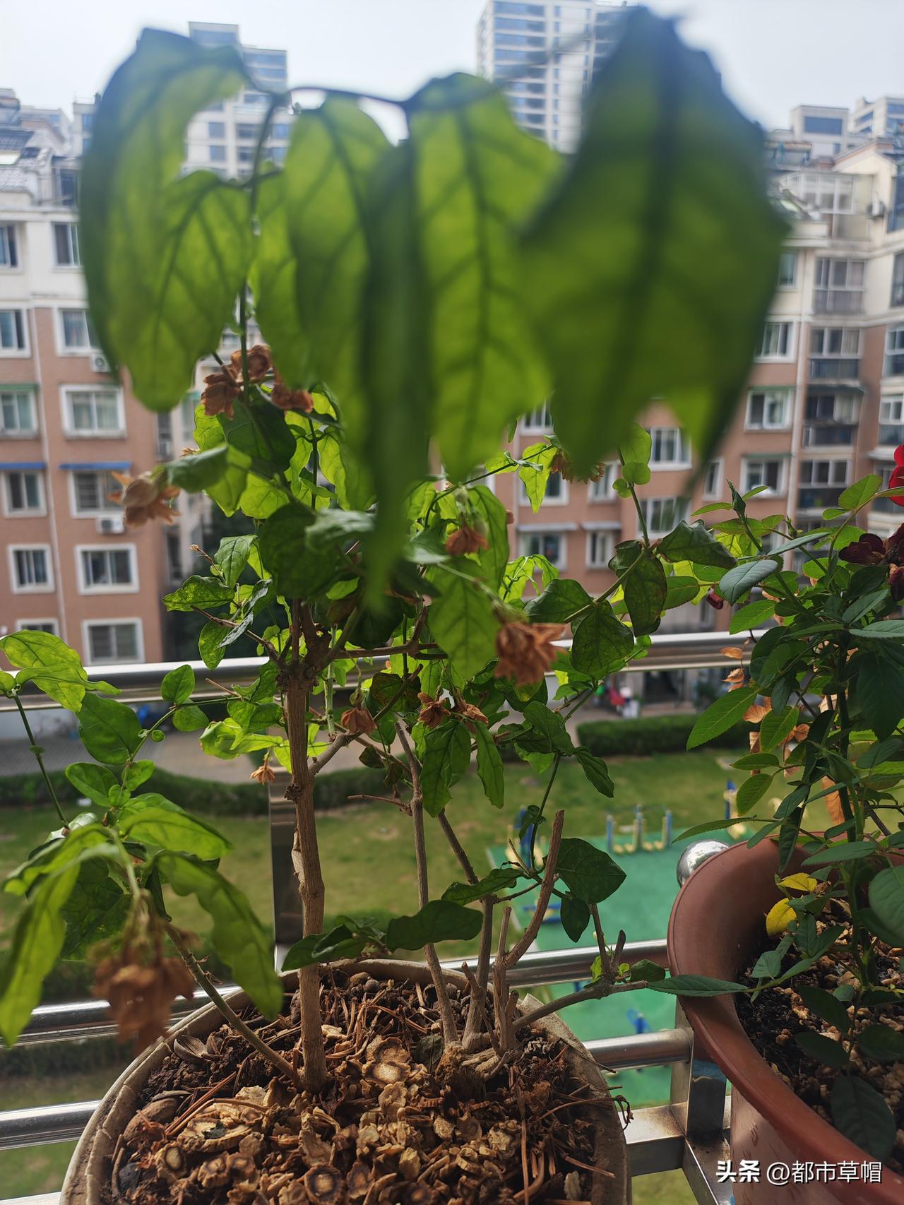 跟我们想象的差不多，回到家里，妻子最关心的花花草草快要渴死了，虽然她出门旅游前给