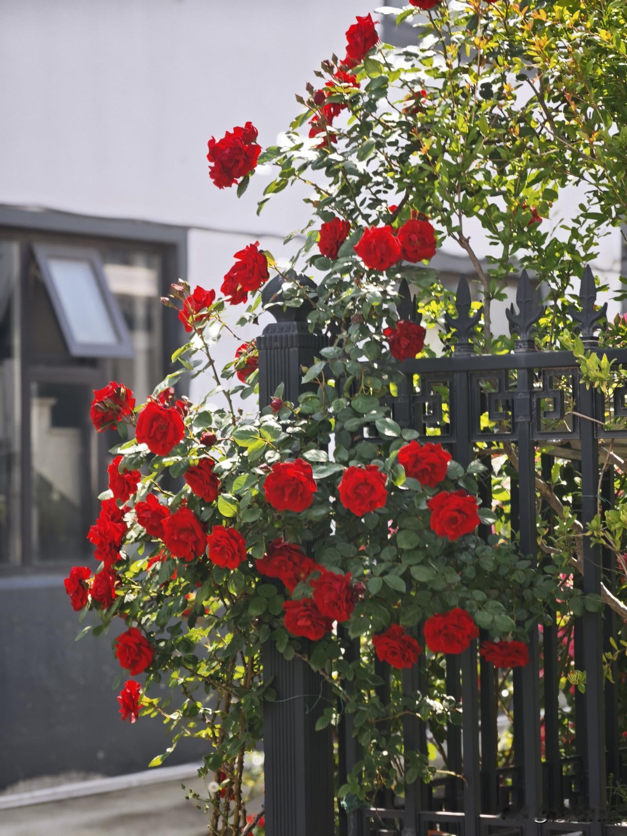 月季花墙