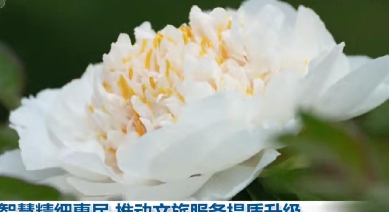 春风漫卷牡丹香，一城春色醉人间。正值牡丹盛放的美好时节，万亩花海次第绽放，粉白艳