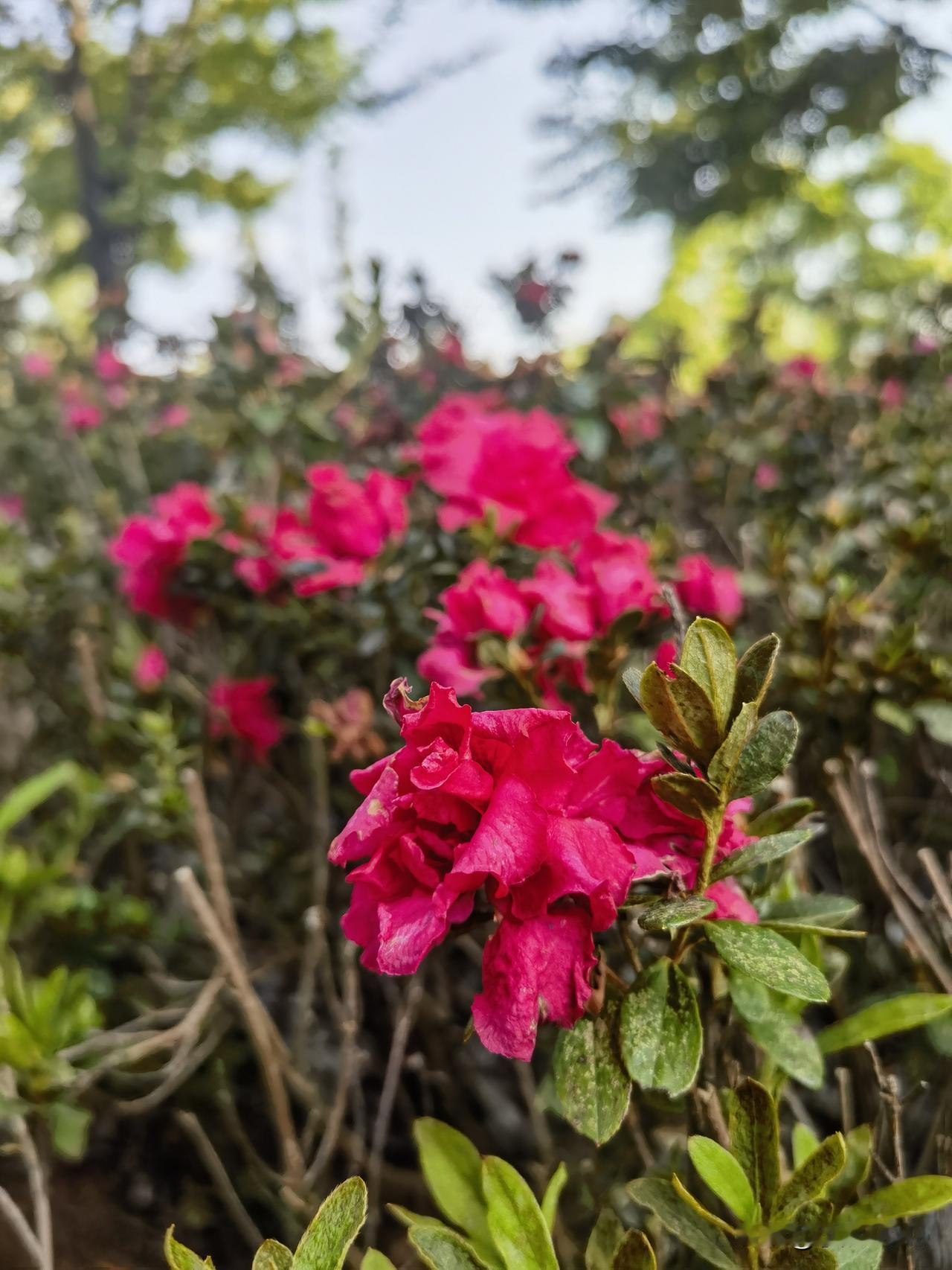 夏日生活打卡季缤纷夏日，思绪随微风飘荡，快乐如影随形。