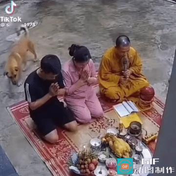 和尚：放下，那是我的！
 
一场庄严肃穆的祈福仪式，被一条狗子直接搅出喜剧效果，