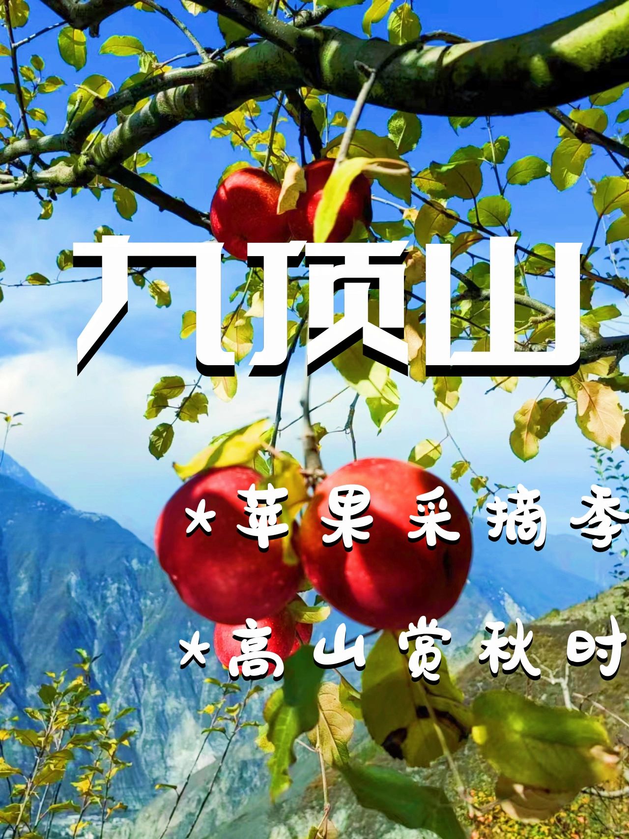 九顶山采摘｜苹果甘甜多汁贼好吃!