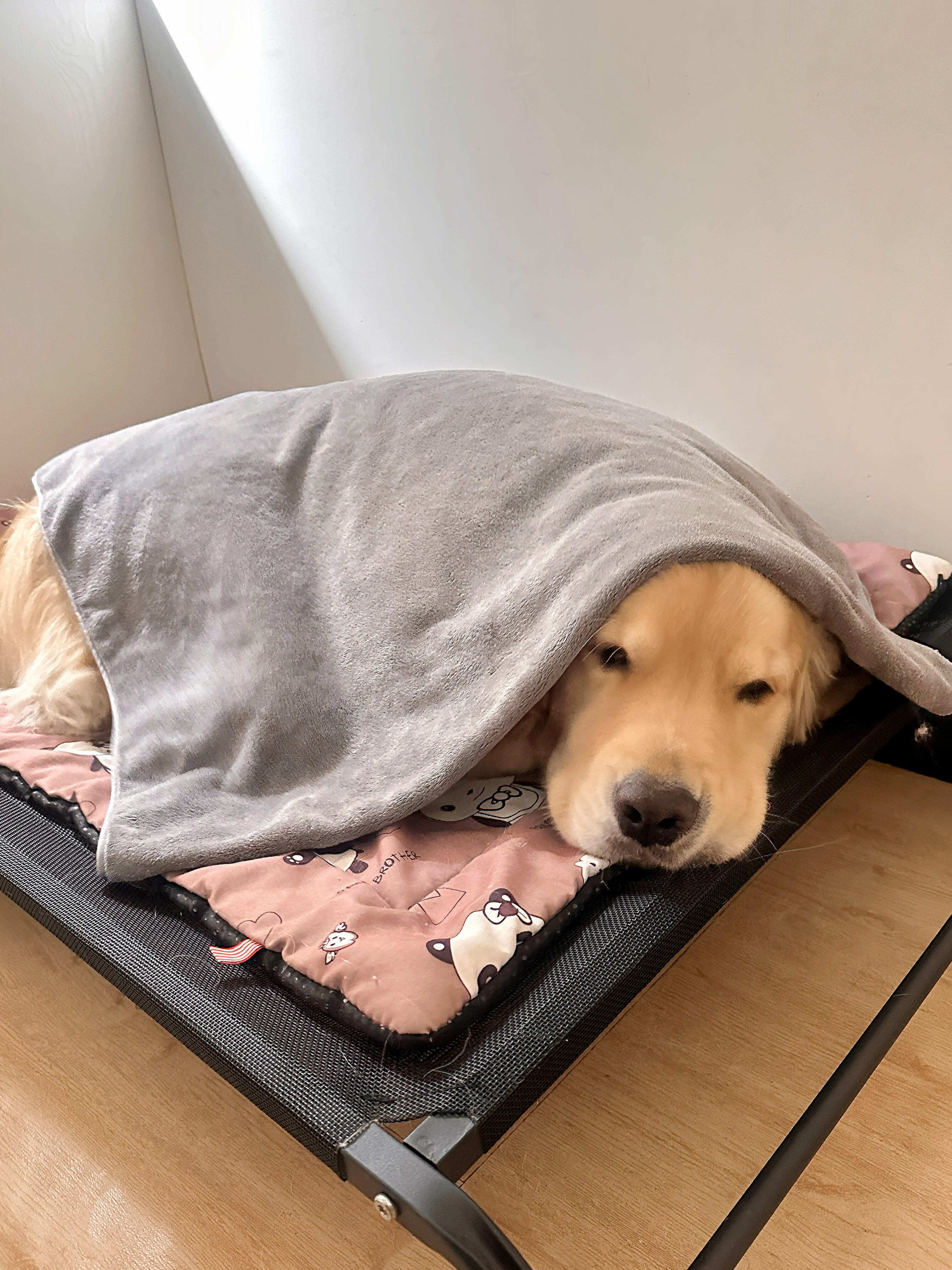 狗还不想起床 ​​​