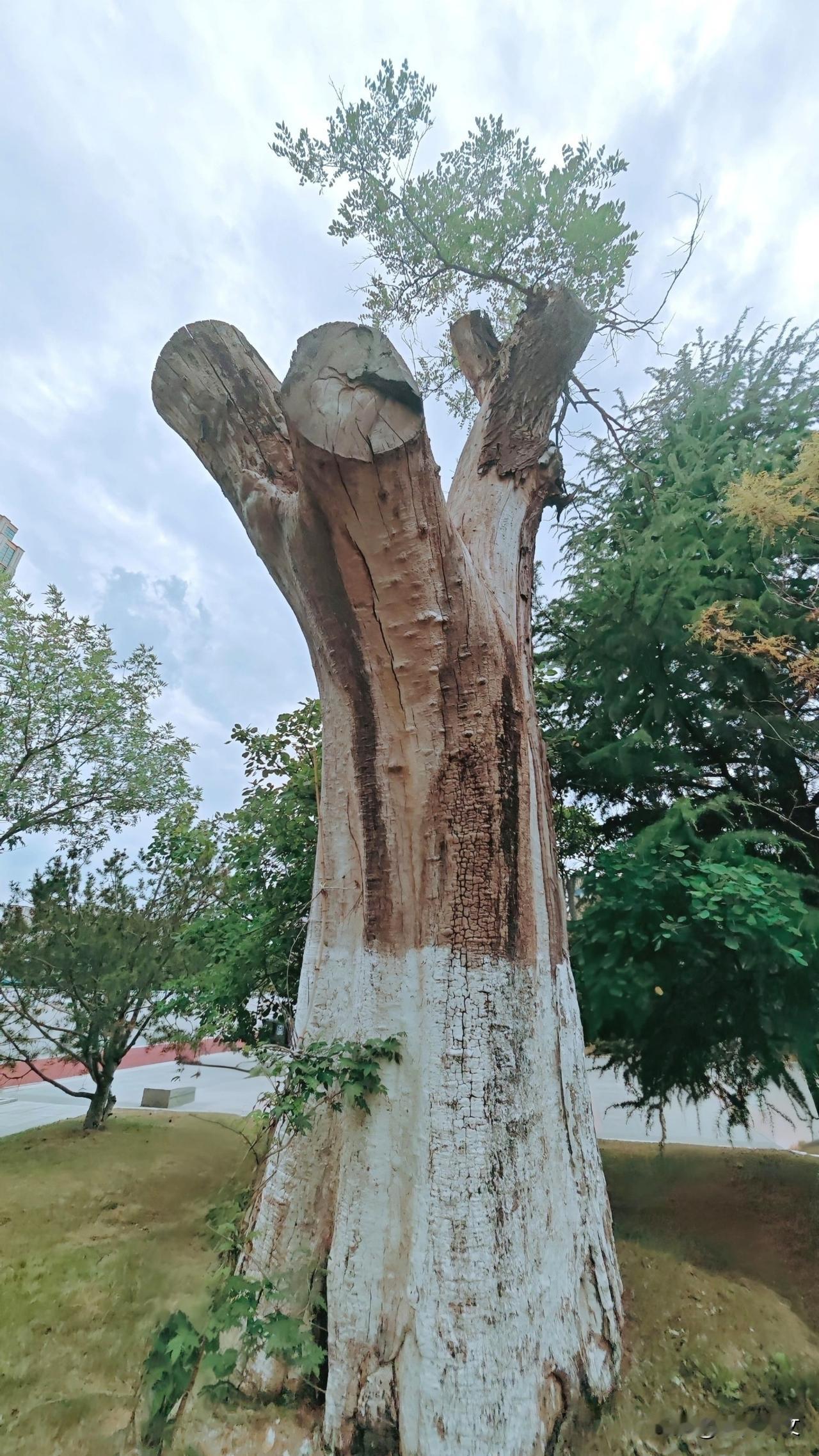 这是生命最动人的模样——在最不可能的地方，焕发出生命的力量。枯树发新枝，不是奇迹