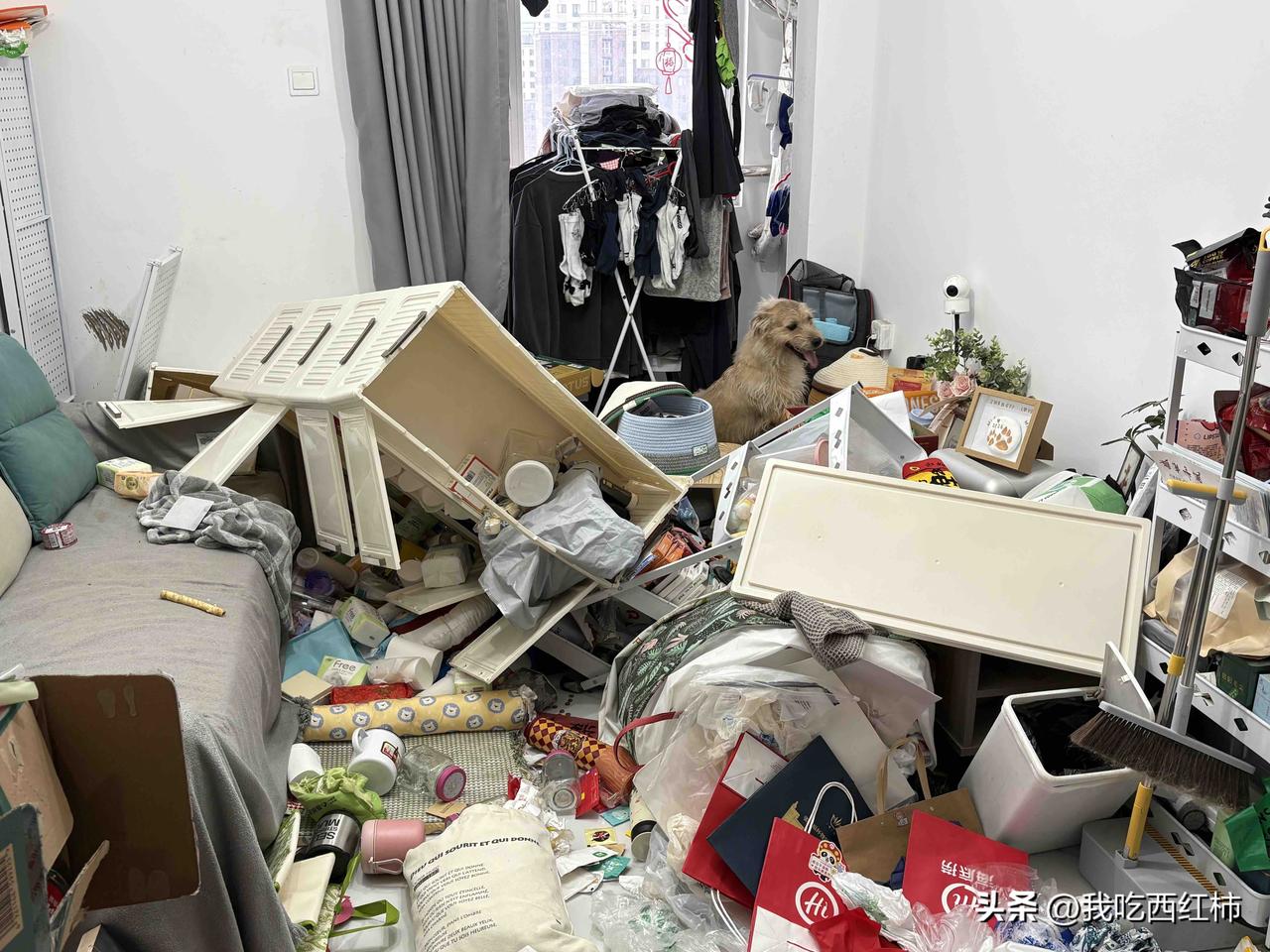 养狗三年，这一次是真的累了
狗子三岁了，28斤，之前一直是天使小狗，突然从3月开