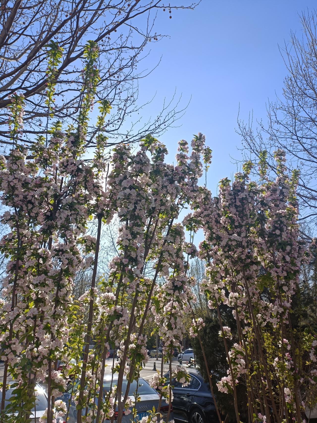 晒图笔记大赛公园里的海棠花正在盛开