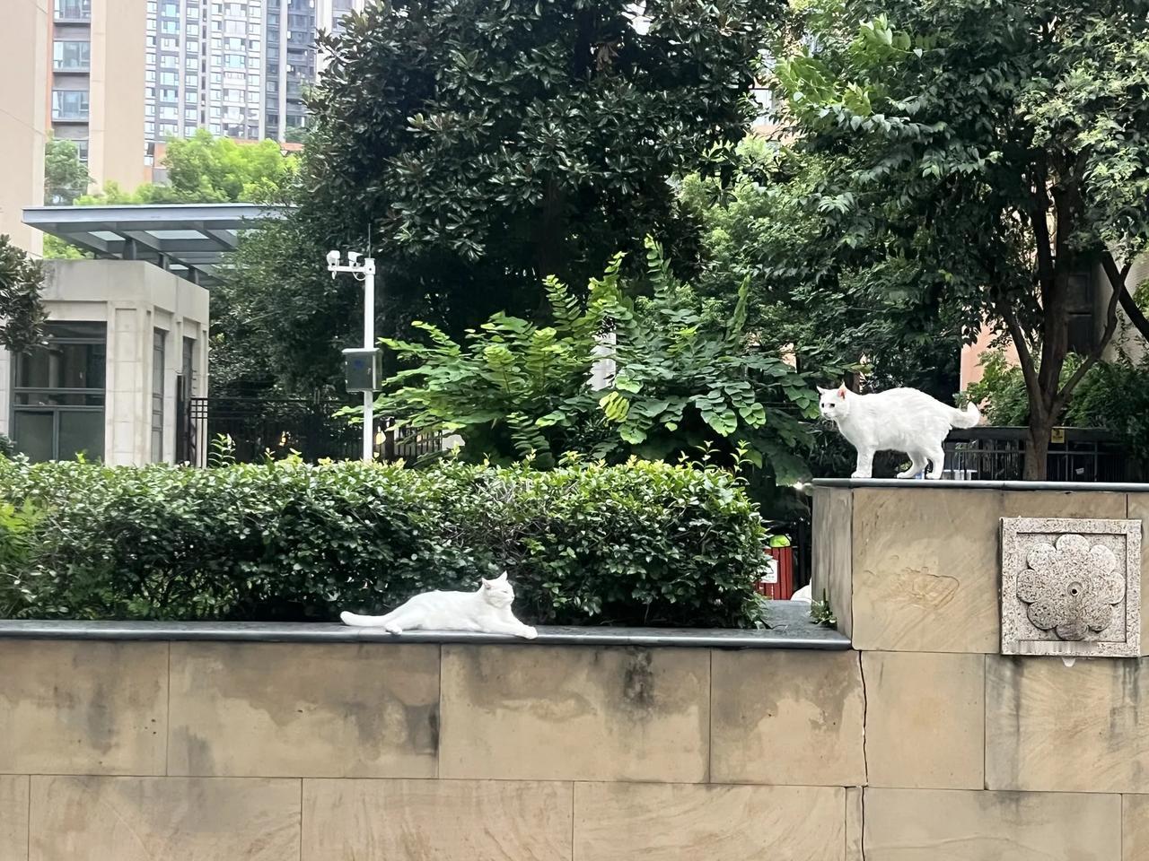 去年在一个幼儿高等师范专科学校讲课，校长告诉我，全国每年关停幼儿园5000座左右