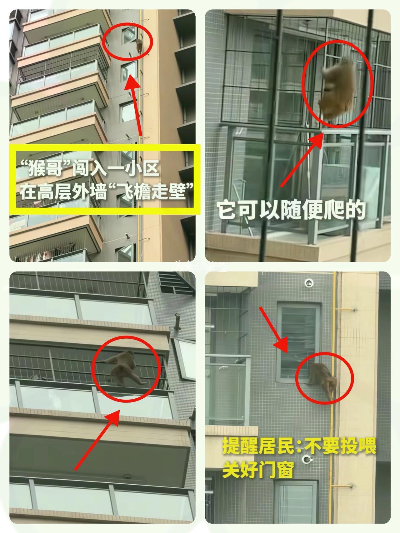 这只从山野“串门”到居民区的“小精灵”，
南宁小区惊现“高空飞猴”，城市里的“野