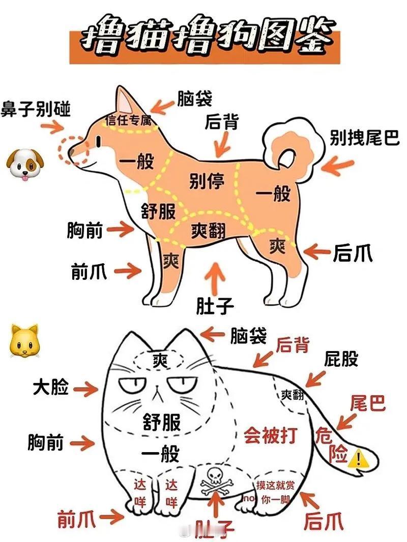 你知道吗？猫猫狗狗识别主人的方式超有趣！ 养过狗的人都会有这样一种体会：当你外出