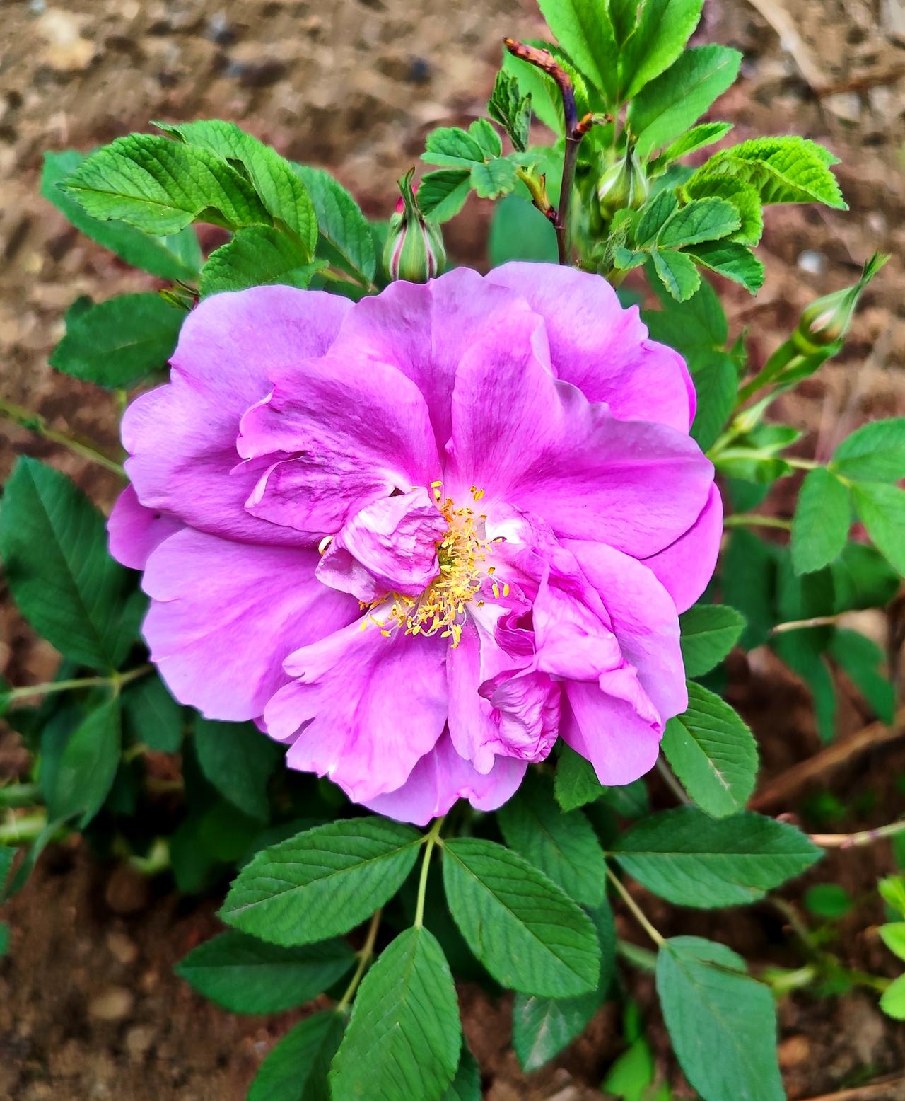 早蕙的粉红刺梅
   昨日，在沈阳一居民小区内，见到刺梅已经开花了。花朵秀美，花