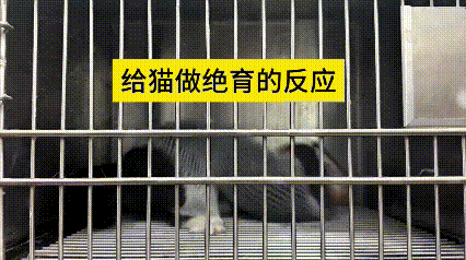 乖乖嘞，猫咪做完绝育手术，被关在笼子里静养，难受又委屈。
在里面噼里扑啦不停折腾