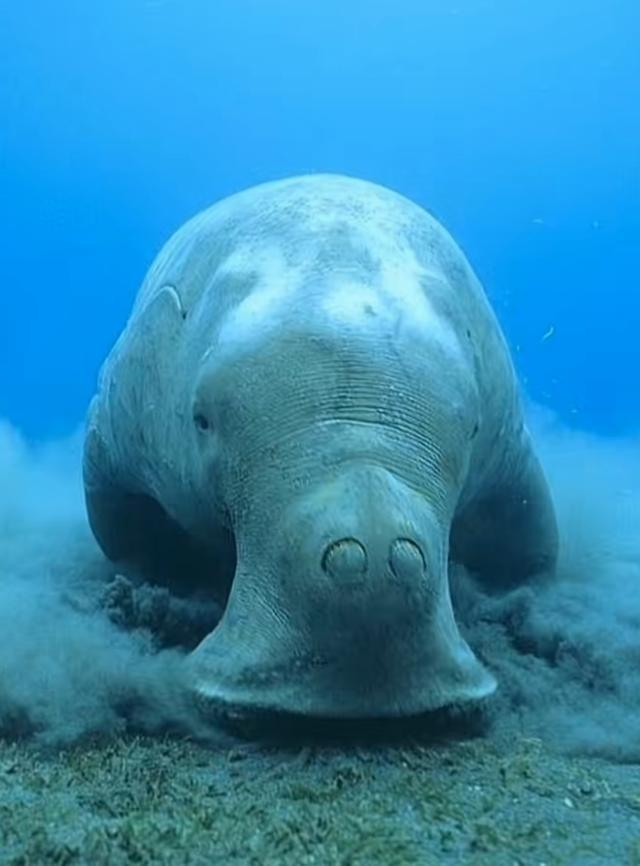 在湛江海滩发现的儒艮尸体已经确认是印太江豚湛。江近年一直在大力治理海洋问题整治污