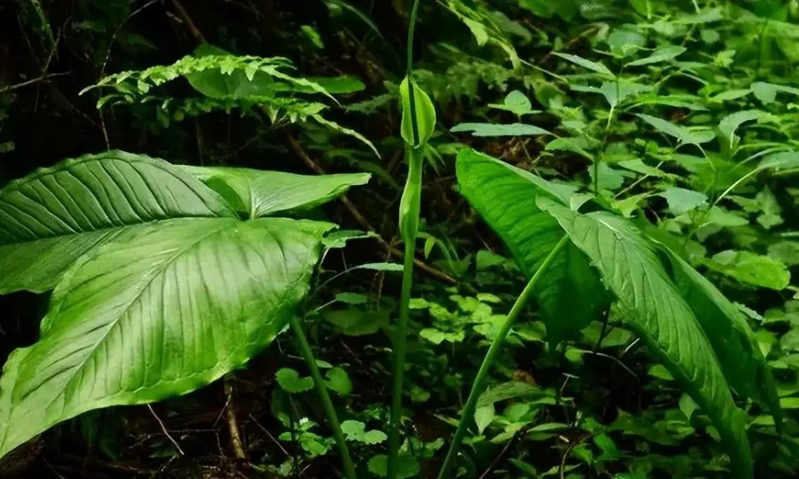 半夏的得名与其生长时间密切相关。它通常在夏至前后（农历五月）开始生长，而夏至是自