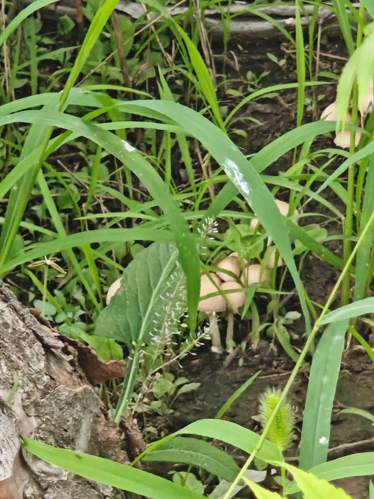 天热雨勤，小蘑菇都出来了。午后，天难得晴一会，赶紧出来走走。居然碰到好几个人在林