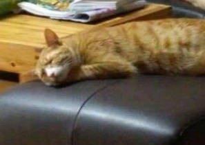果然是奶奶带大的猫