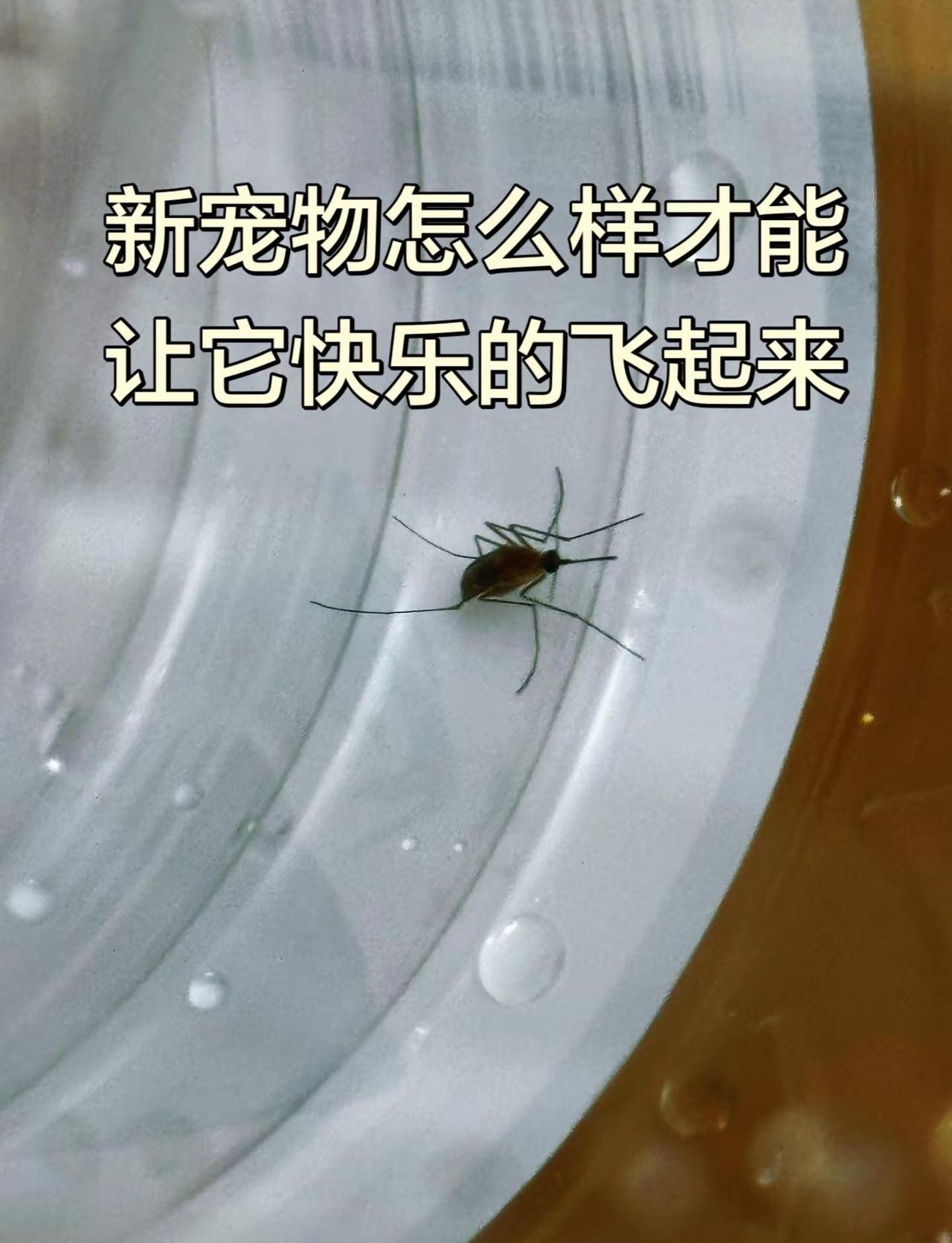 新宠物蚊蚊。半夜三更，蚊蚊自愿飞进塑料瓶中且不愿再出来，我该如何安置它，是送它上