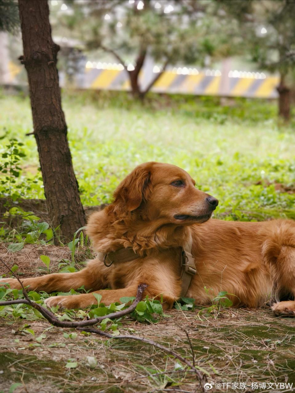 杨博文国际小狗节营业两条！大家和男孩子都要快乐
