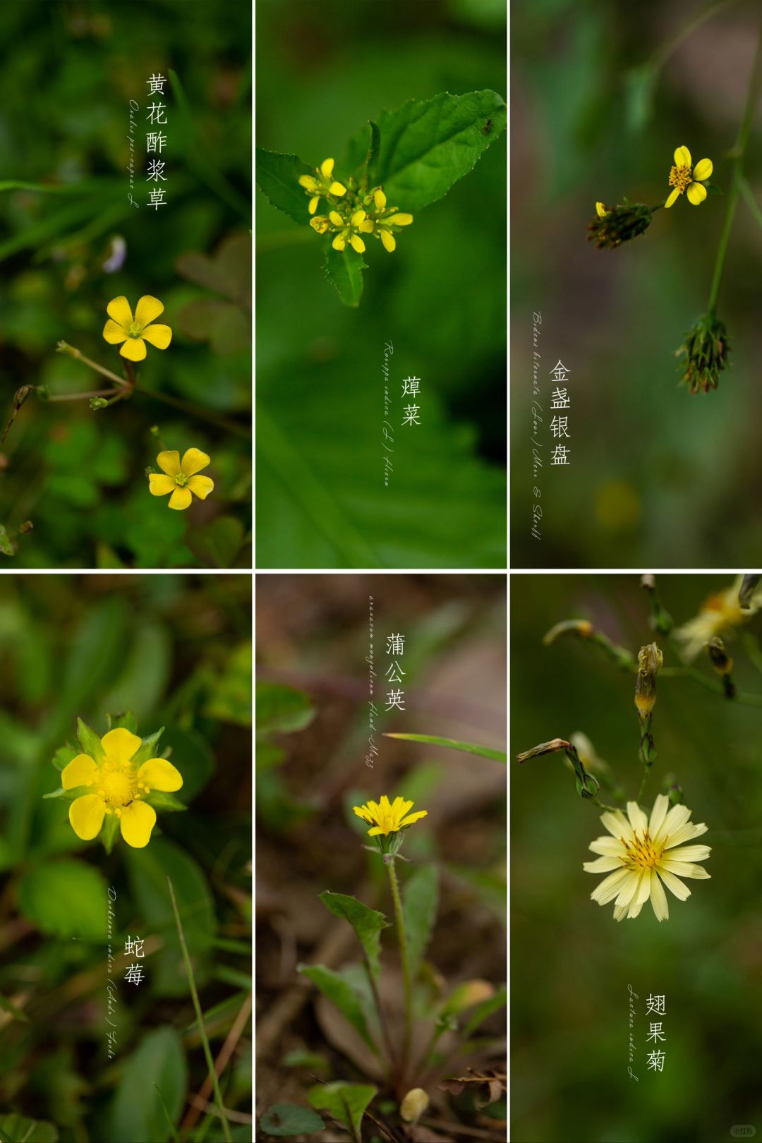秋天散落在草丛中的小黄花，来认识一下？