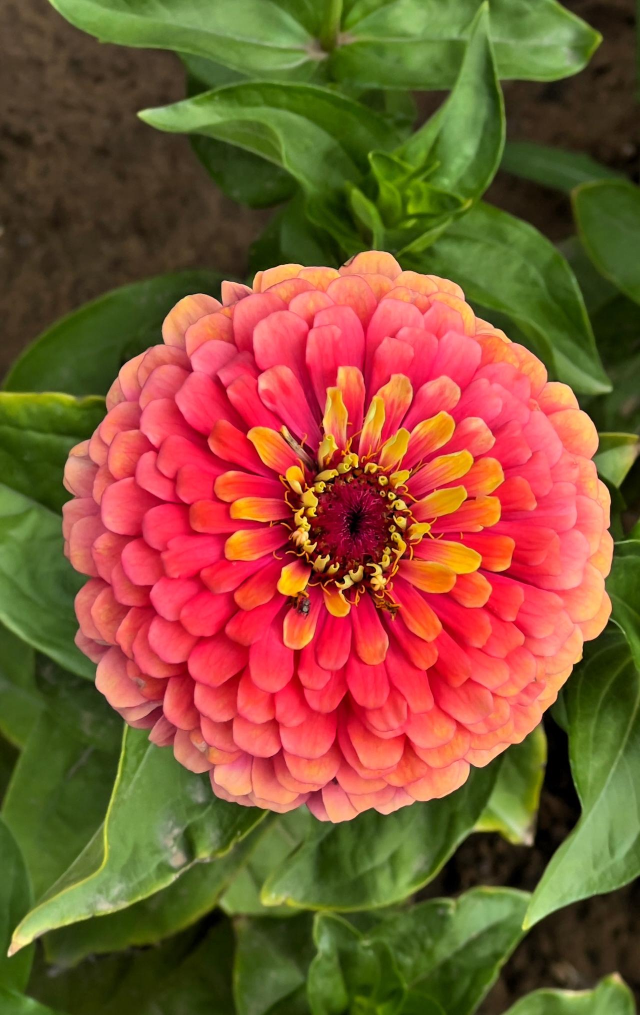 靓丽迷人的百日菊，人见人爱，百看不厌。