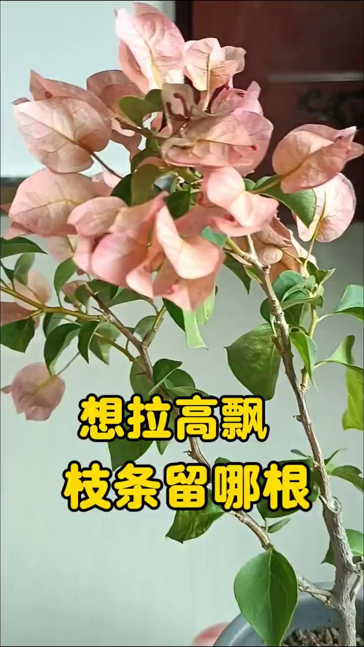 想拉高飘，枝条留哪根？
这颗日落的花已经开败了，今天就来给它修剪塑形。我还是决定
