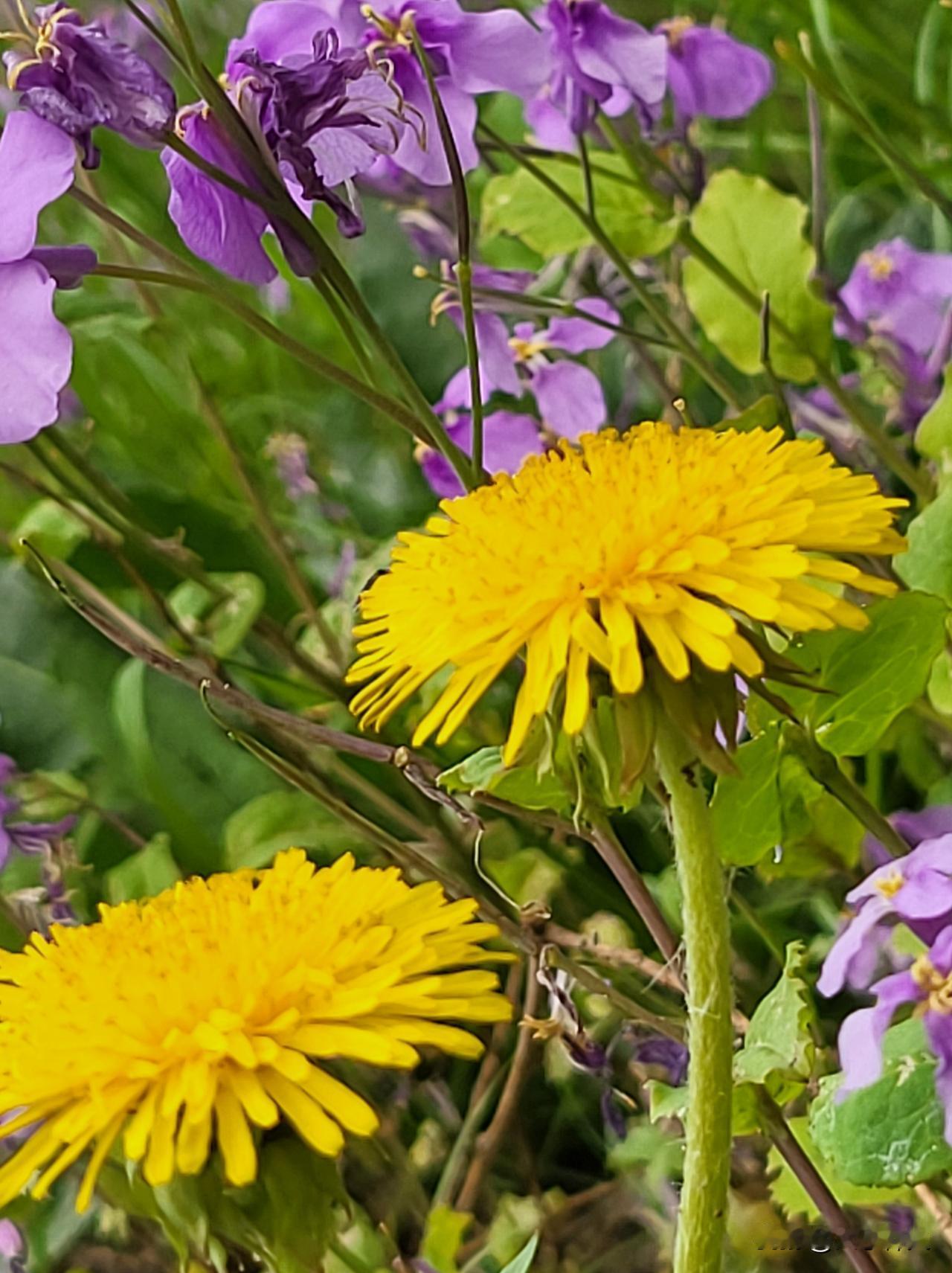 分享随手拍下的花草照片午后在公园的长椅边蹲下，看那朵沾着雨珠的花。粉瓣微垂，水光