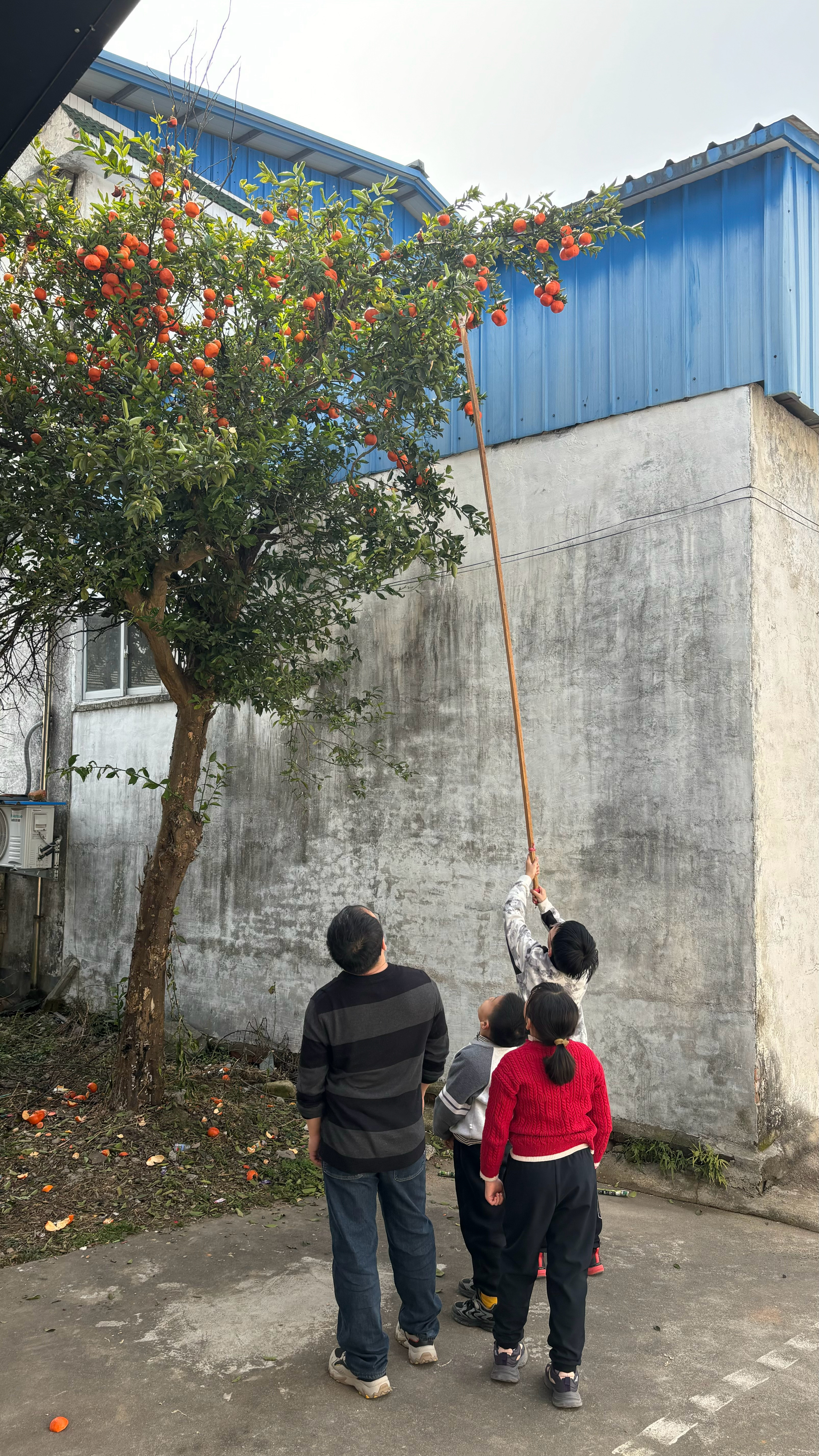 小孩子们的友谊和情绪真得不一样！前几分钟还在开心玩耍摘橘子，过一会因为打羽毛球输