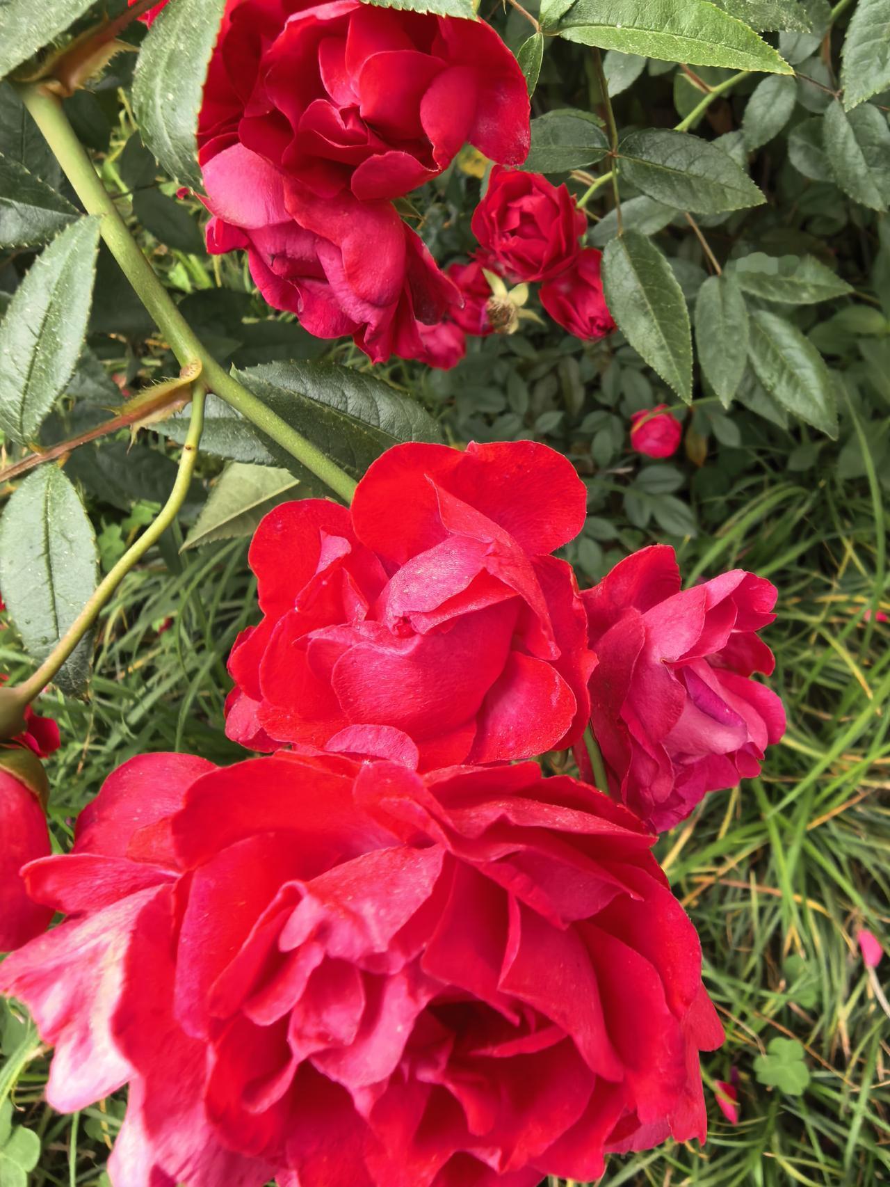 莲花控股A股今日走势情况及展望

一、当日行情要点

2026年4月29日莲花控