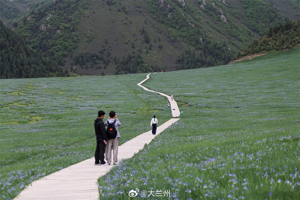 走进天祝遇见祁连好风光【马莲盛放引客来 在天祝布尔智草原邂逅夏日花海】炎炎夏日，