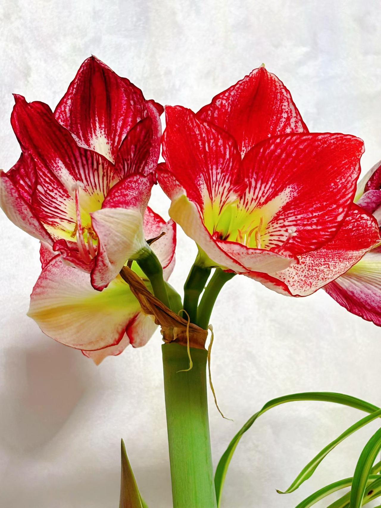 感谢各位亲友友大力支持，征文阅读量已经完成。
昨天看到了两个写征文的友，已经放弃