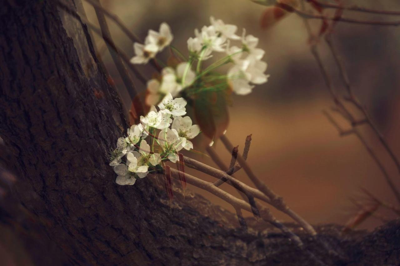 有没有漂亮的花朵图片粗砺的树皮纹路上，竟别着这般素净的白花。一半是岁月沉淀的厚重