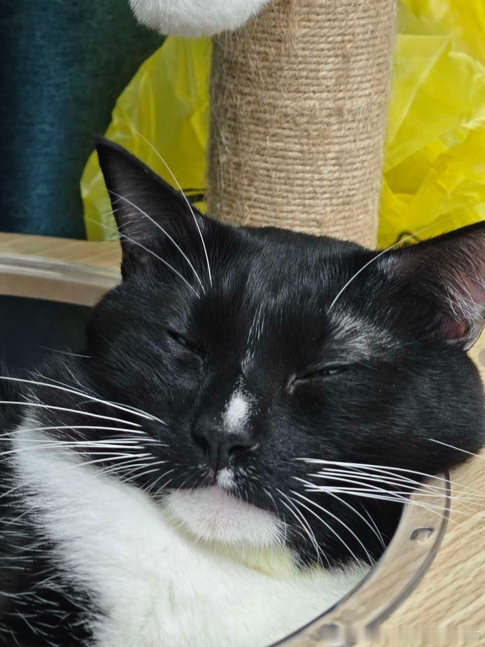 50627【丑猫】二进宫，世界上眼睛最小脸最方的猫 