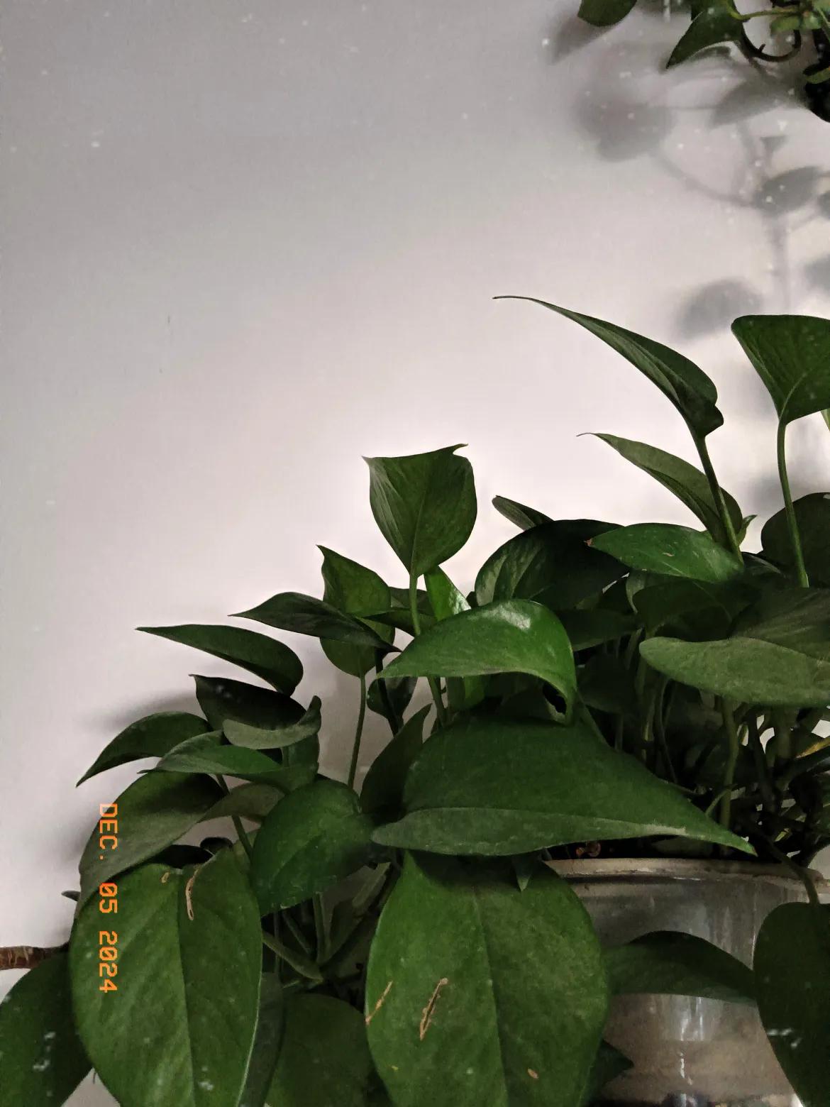 今日打卡，坚持就是胜利，刚才看友友作品，她说点赞99个是不是被限流量了？要真是这