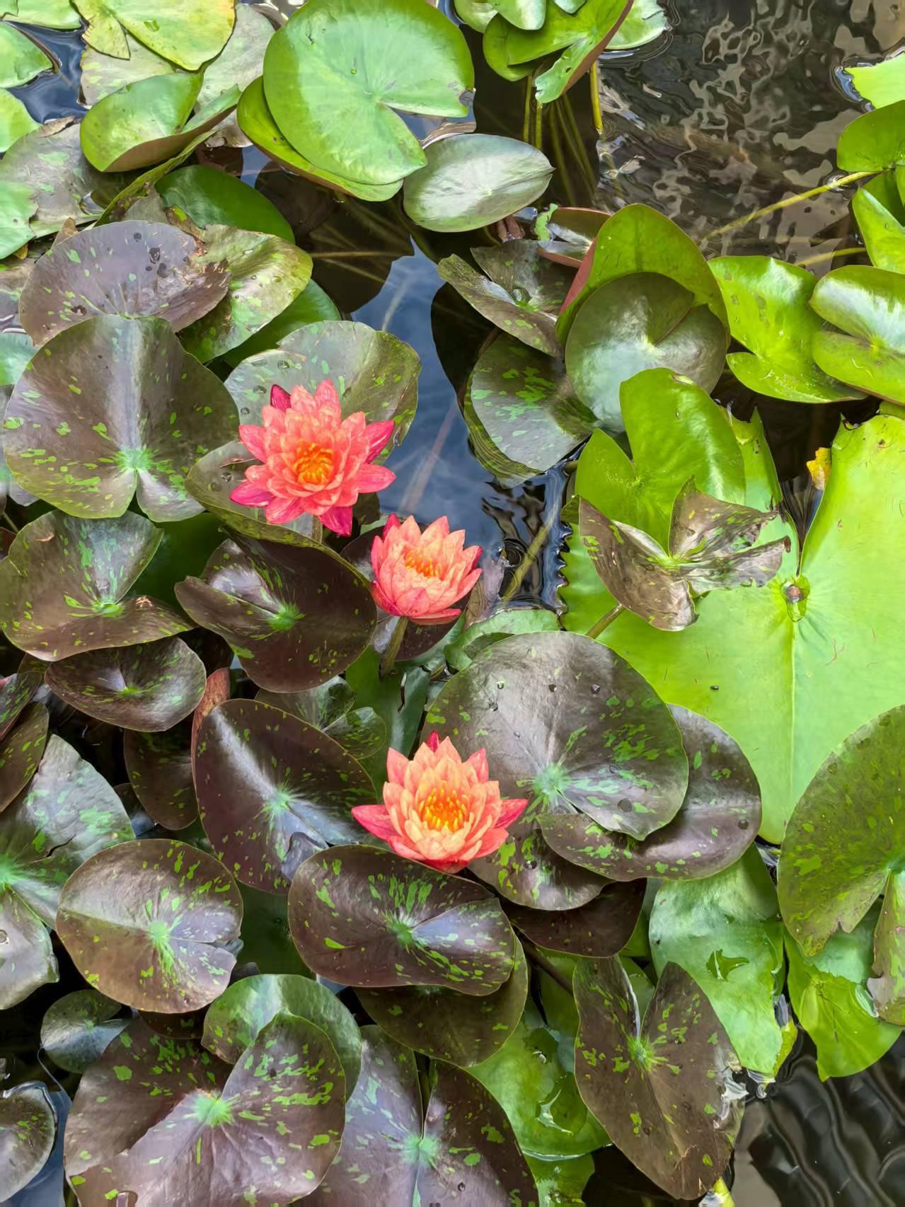 走进太仓南园时，暑气忽然就轻了。满池荷风裹着水汽漫过来，绿盖层层叠叠铺到水榭边，