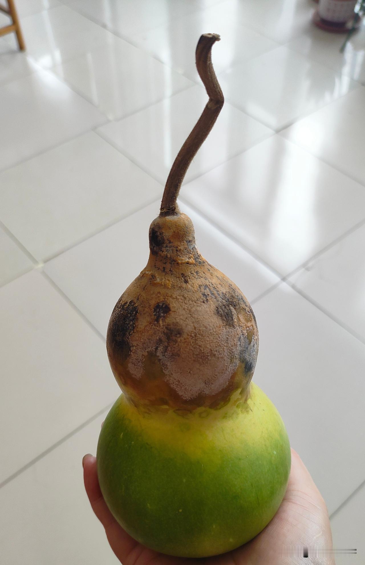 瞧我这只小葫芦，一半青绿、一半泛黄，黄的半边还悄悄长了霉斑，纯属存放受潮没保管好