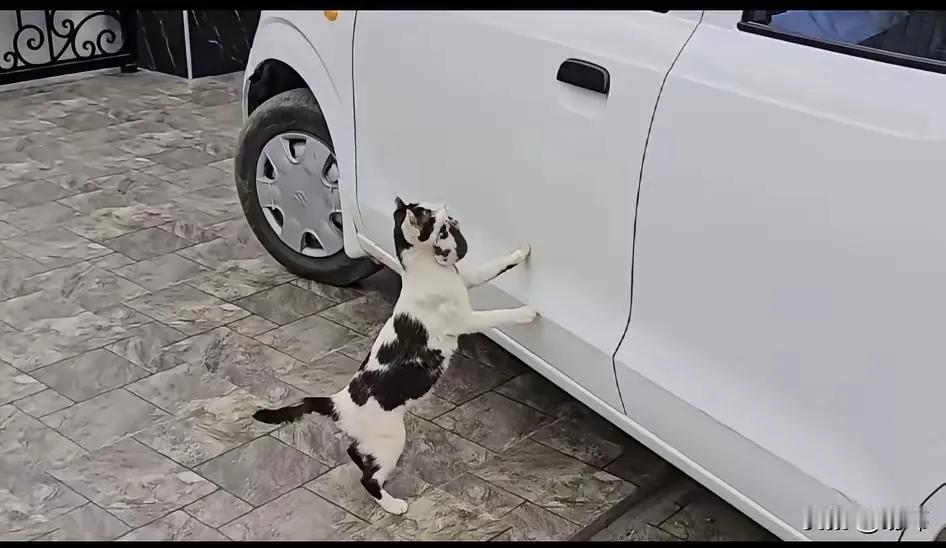 泪目了！小区里的流浪猫妈妈敲车窗求助，8只刚出生的小奶猫终于有了家！

车窗突然