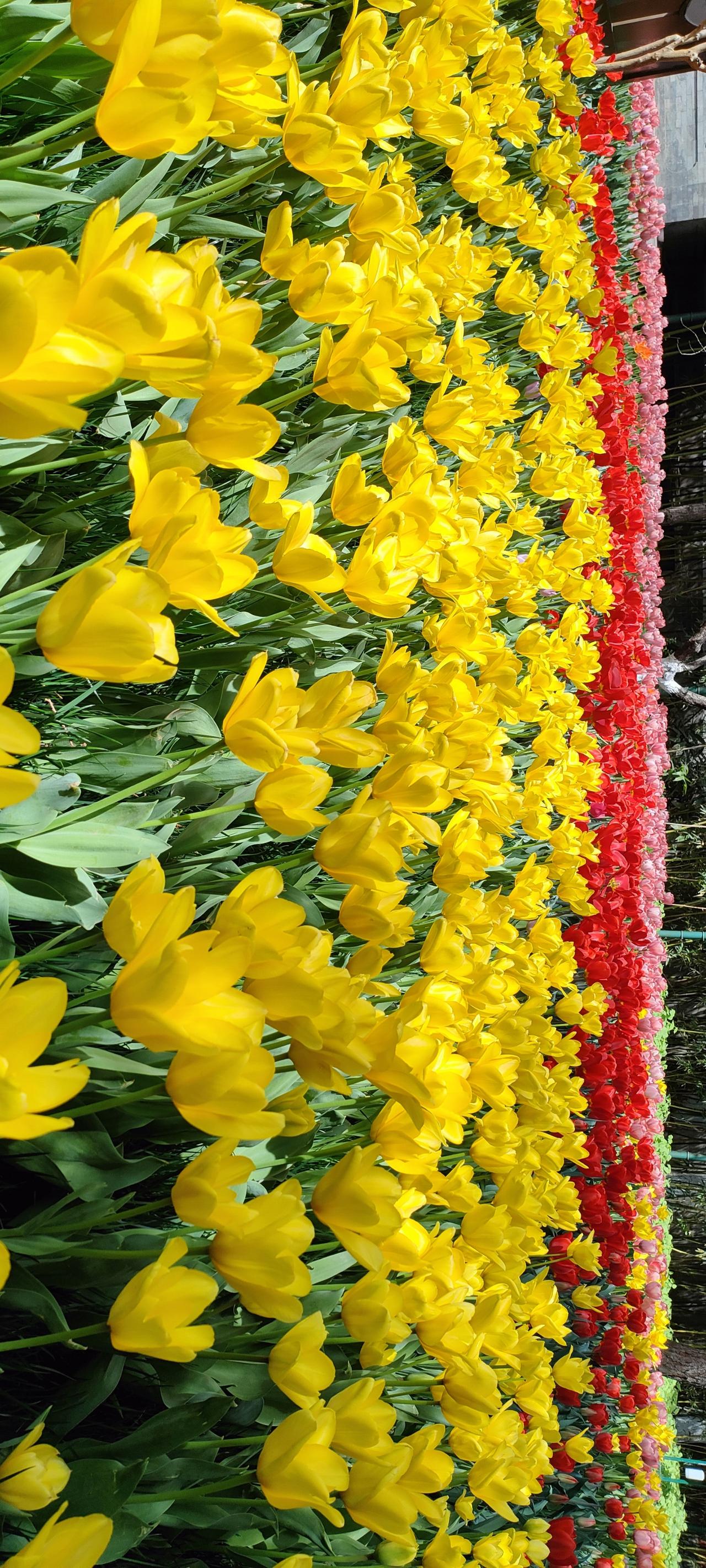 绚丽多彩的郁金香花墙，美不胜收！🌷💐🌸