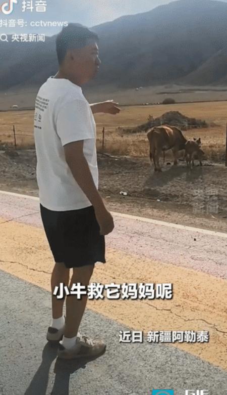 新疆阿勒泰，一对男女驾车经过，发现一只母牛与小牛奇怪地站在路边，下车走近一看，原