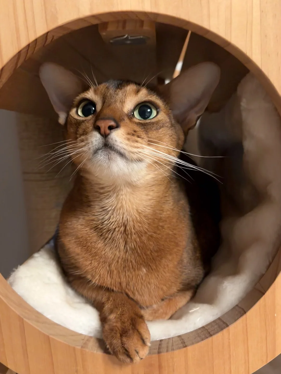 咪喜欢易守难攻的旮沓