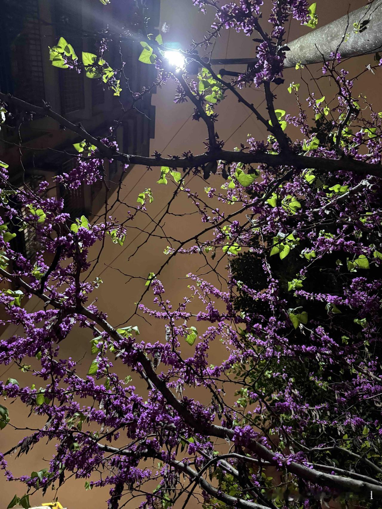 人生无常，且行且珍惜！
昨天父亲病房的病友出院了，医生说治疗没有作用了，一家人带