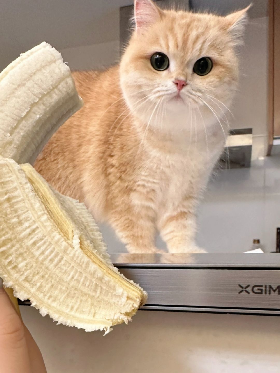 抓住一个馋嘴小猫